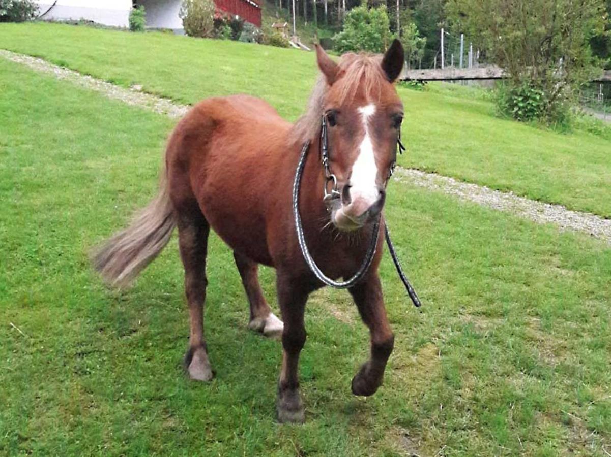 Hoferpeterhof Lägenhet Bad Peterstal-Griesbach Exteriör bild